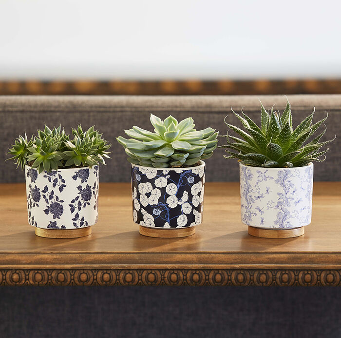 Small Succulent Bowl Tray Pack image number 1