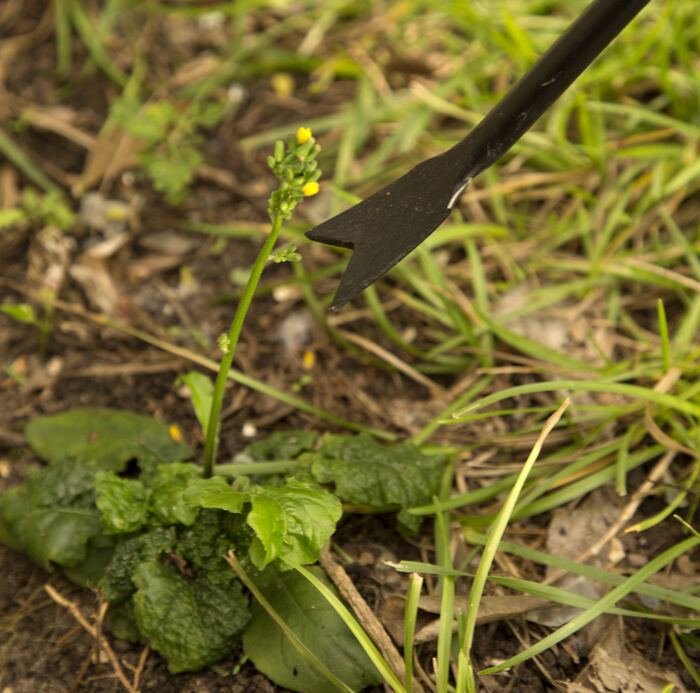 Forged Dandelion Weeder image number 1