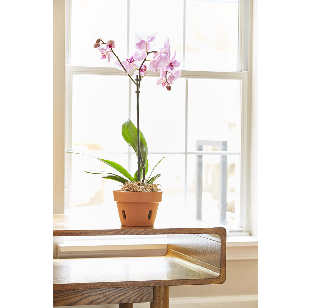 6" Clay Orchid Pot Home by AMES